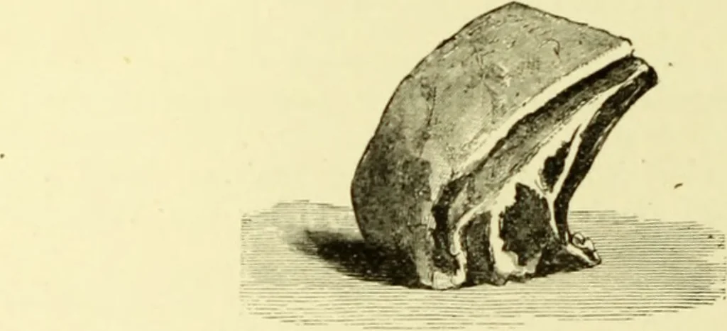 An illustration from The royal cookery book (le livre de cuisine) / by Jules Gouffé ; translated from the French and adapted for English use by Alphonse Gouffé ... comprising domestic and high-class cookery, illustrated with sixteen large plates printed in colours, and one hundred and sixty-one woodcuts from drawings from nature by E. Ronjat., 1883, leaf 426