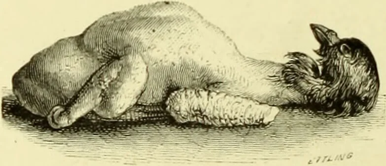 An illustration from The royal cookery book (le livre de cuisine) / by Jules Gouffé ; translated from the French and adapted for English use by Alphonse Gouffé ... comprising domestic and high-class cookery, illustrated with sixteen large plates printed in colours, and one hundred and sixty-one woodcuts from drawings from nature by E. Ronjat., 1883, leaf 454
