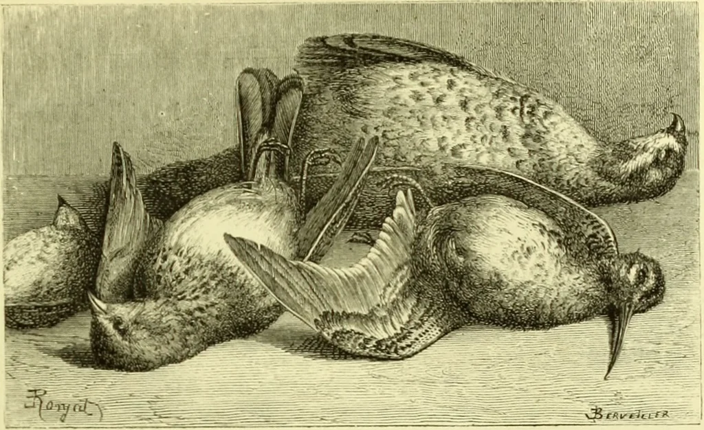 An illustration from The royal cookery book (le livre de cuisine) / by Jules Gouffé ; translated from the French and adapted for English use by Alphonse Gouffé ... comprising domestic and high-class cookery, illustrated with sixteen large plates printed in colours, and one hundred and sixty-one woodcuts from drawings from nature by E. Ronjat., 1883, leaf 455