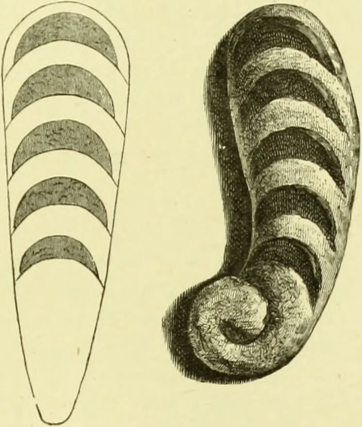 An illustration from The royal cookery book (le livre de cuisine) / by Jules Gouffé ; translated from the French and adapted for English use by Alphonse Gouffé ... comprising domestic and high-class cookery, illustrated with sixteen large plates printed in colours, and one hundred and sixty-one woodcuts from drawings from nature by E. Ronjat., 1883, leaf 479