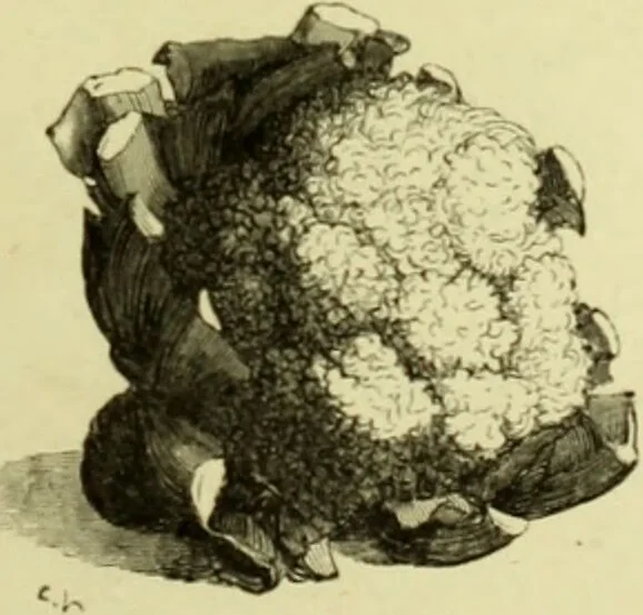 An illustration from The royal cookery book (le livre de cuisine) / by Jules Gouffé ; translated from the French and adapted for English use by Alphonse Gouffé ... comprising domestic and high-class cookery, illustrated with sixteen large plates printed in colours, and one hundred and sixty-one woodcuts from drawings from nature by E. Ronjat., 1883, leaf 89