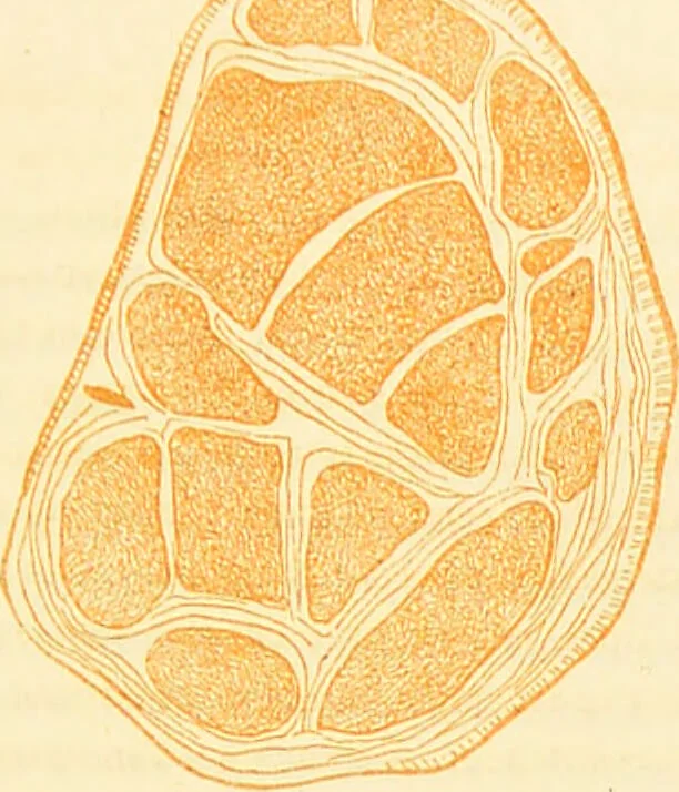 An illustration from The anatomy of sleep: or, the art of procuring sound and refreshing slumber at will / by Edward Binns., 1842, leaf 349