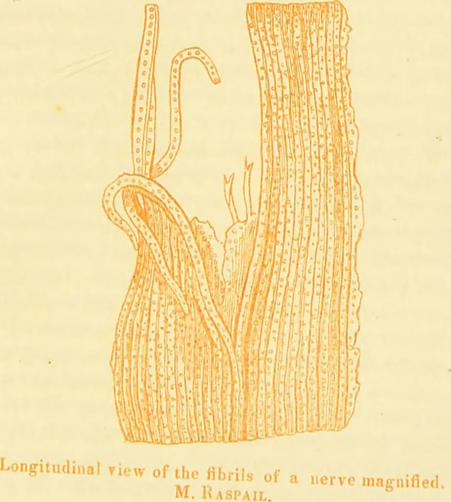 An illustration from The anatomy of sleep: or, the art of procuring sound and refreshing slumber at will / by Edward Binns., 1842, leaf 353