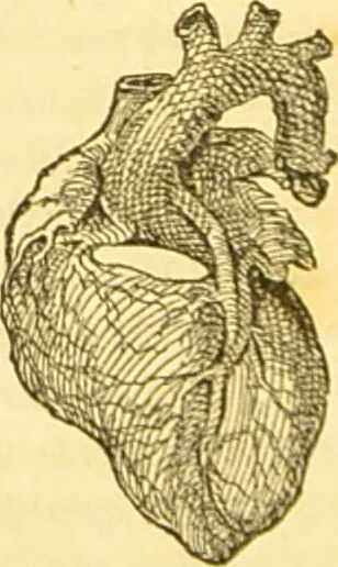 An illustration from The anatomy of sleep: or, the art of procuring sound and refreshing slumber at will / by Edward Binns., 1842, leaf 422
