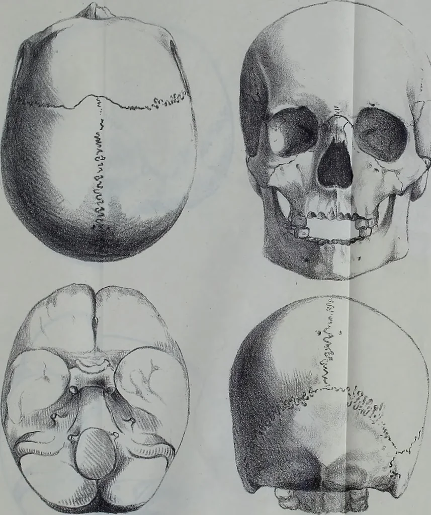 An illustration from Beitraege zur Craniologie / von Th. Landzert., 1867, leaf 59