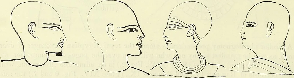 An illustration from Crania Aegyptiaca, or, Observations on Egyptian ethnography derived from anatomy, history and the monuments / by Samuel George Morton., 1844, leaf 42