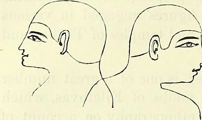 An illustration from Crania Aegyptiaca, or, Observations on Egyptian ethnography derived from anatomy, history and the monuments / by Samuel George Morton., 1844, leaf 54