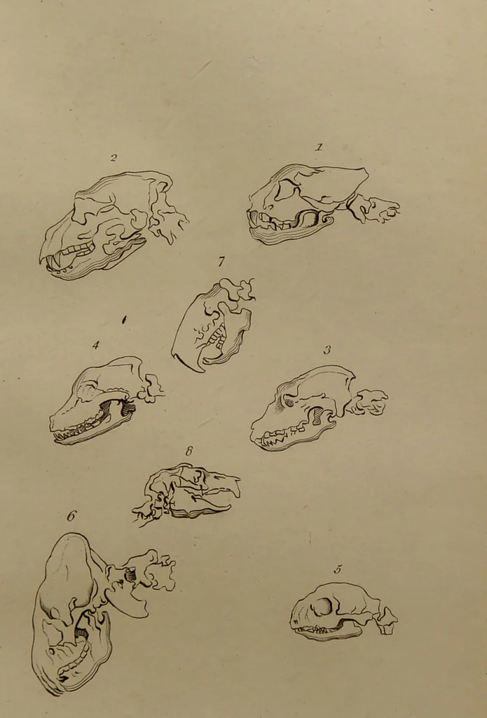 An illustration from Essays on physiognomy : designed to promote the knowledge and the love of mankind ... To which are added , one hundred physiognomonical rules, ... and memoirs of the life of the author / written by John Caspar Lavater., 1797, leaf 407
