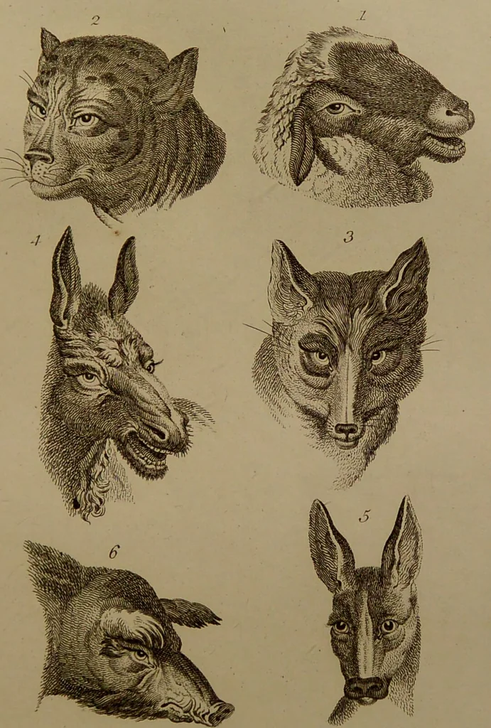 An illustration from Essays on physiognomy : designed to promote the knowledge and the love of mankind ... To which are added , one hundred physiognomonical rules, ... and memoirs of the life of the author / written by John Caspar Lavater., 1797, leaf 415