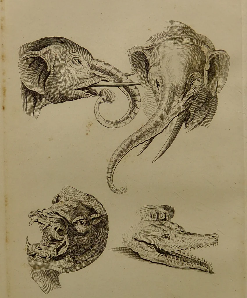 An illustration from Essays on physiognomy : designed to promote the knowledge and the love of mankind ... To which are added , one hundred physiognomonical rules, ... and memoirs of the life of the author / written by John Caspar Lavater., 1797, leaf 418