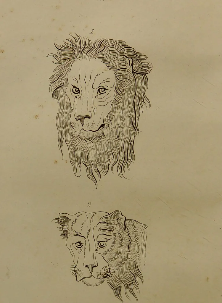 An illustration from Essays on physiognomy : designed to promote the knowledge and the love of mankind ... To which are added , one hundred physiognomonical rules, ... and memoirs of the life of the author / written by John Caspar Lavater., 1797, leaf 420