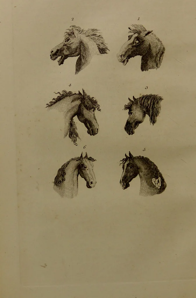 An illustration from Essays on physiognomy : designed to promote the knowledge and the love of mankind ... To which are added , one hundred physiognomonical rules, ... and memoirs of the life of the author / written by John Caspar Lavater., 1797, leaf 426