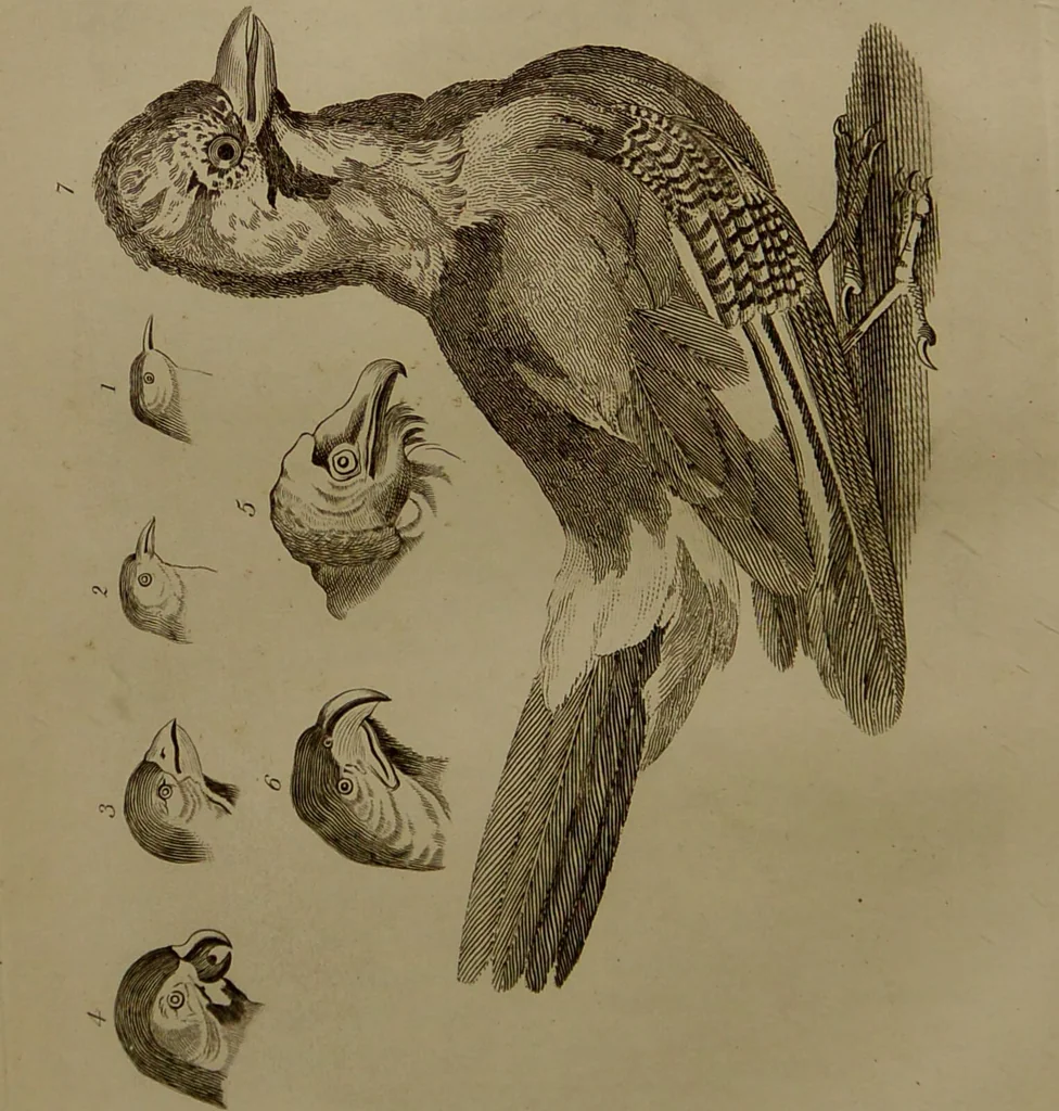 An illustration from Essays on physiognomy : designed to promote the knowledge and the love of mankind ... To which are added , one hundred physiognomonical rules, ... and memoirs of the life of the author / written by John Caspar Lavater., 1797, leaf 430