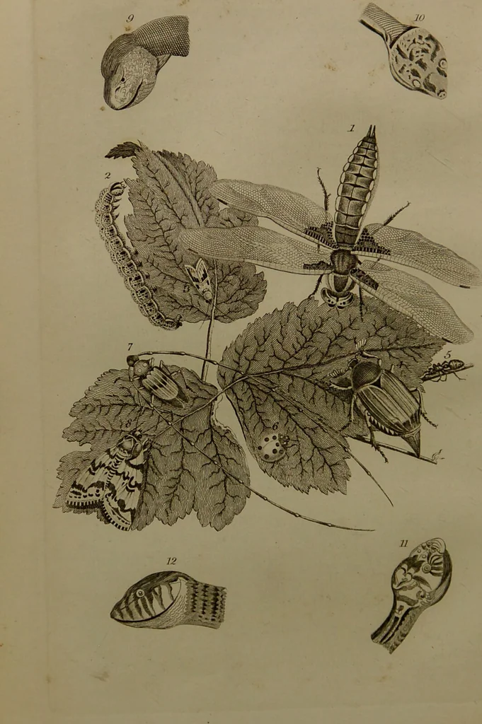 An illustration from Essays on physiognomy : designed to promote the knowledge and the love of mankind ... To which are added , one hundred physiognomonical rules, ... and memoirs of the life of the author / written by John Caspar Lavater., 1797, leaf 434