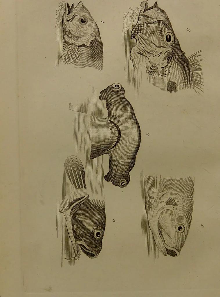 An illustration from Essays on physiognomy : designed to promote the knowledge and the love of mankind ... To which are added , one hundred physiognomonical rules, ... and memoirs of the life of the author / written by John Caspar Lavater., 1797, leaf 436