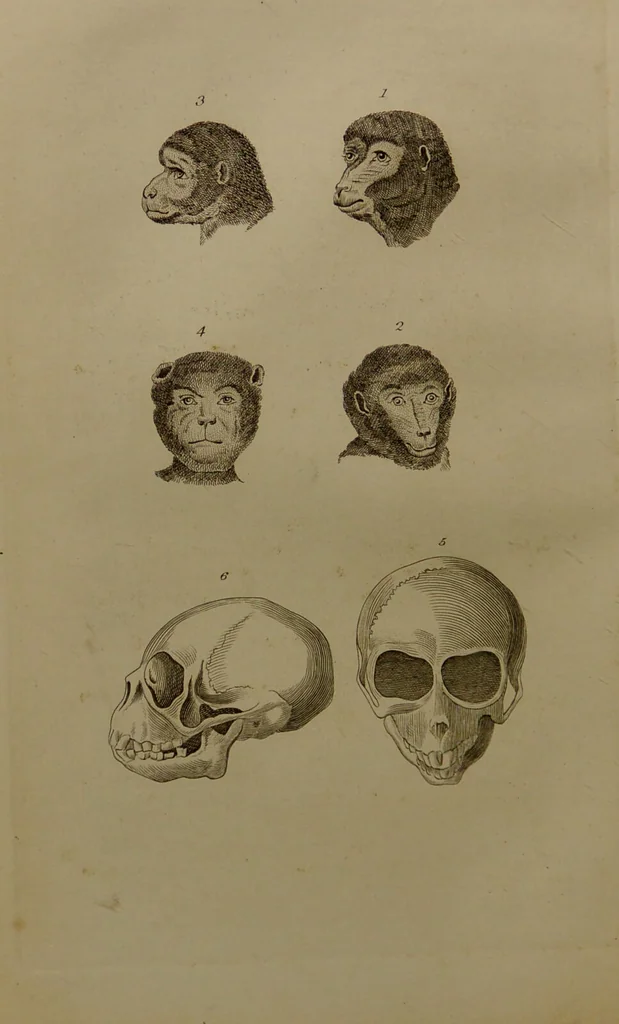An illustration from Essays on physiognomy : designed to promote the knowledge and the love of mankind ... To which are added , one hundred physiognomonical rules, ... and memoirs of the life of the author / written by John Caspar Lavater., 1797, leaf 442