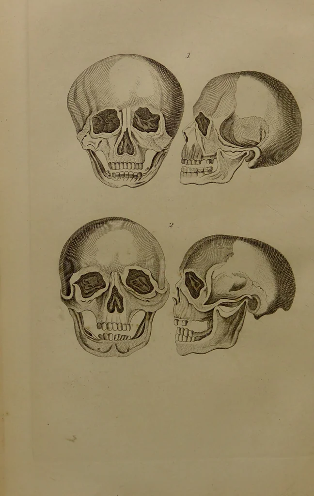 An illustration from Essays on physiognomy : designed to promote the knowledge and the love of mankind ... To which are added , one hundred physiognomonical rules, ... and memoirs of the life of the author / written by John Caspar Lavater., 1797, leaf 460