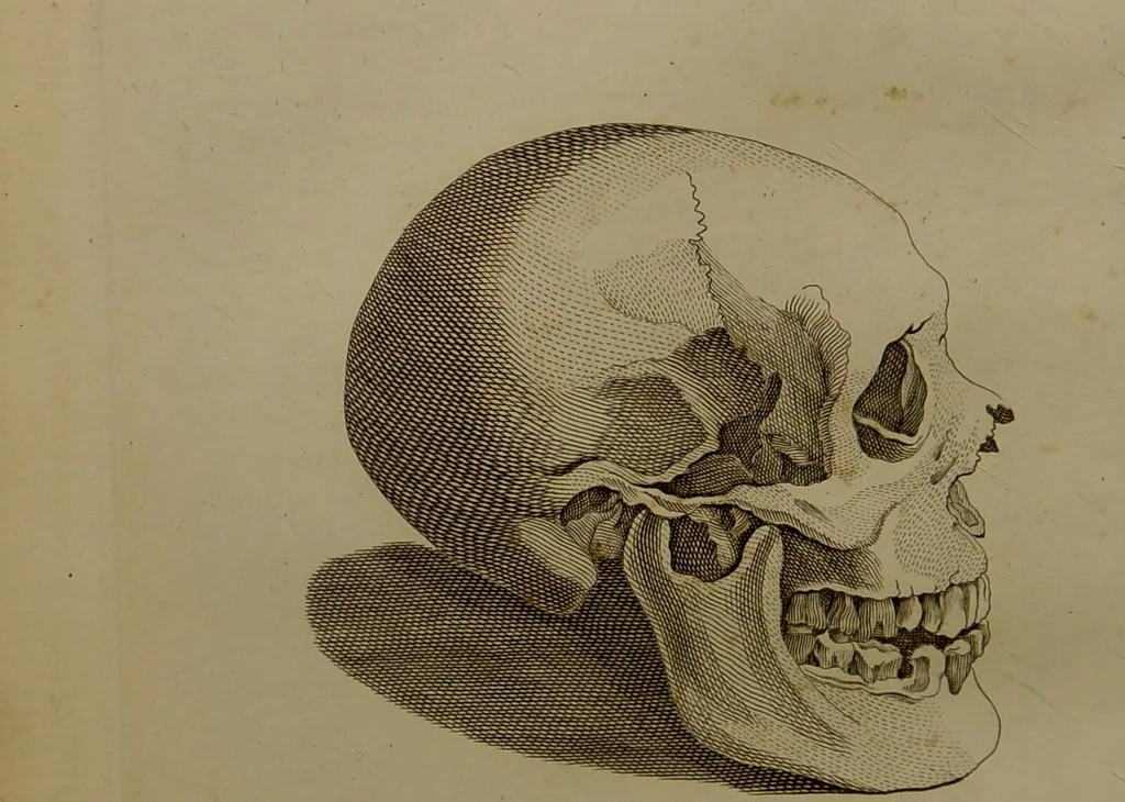 An illustration from Essays on physiognomy : designed to promote the knowledge and the love of mankind ... To which are added , one hundred physiognomonical rules, ... and memoirs of the life of the author / written by John Caspar Lavater., 1797, leaf 472