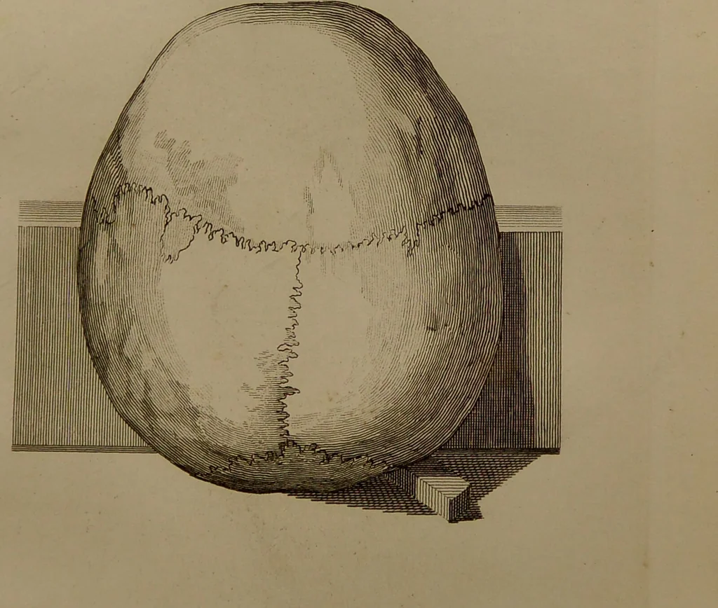 An illustration from Essays on physiognomy : designed to promote the knowledge and the love of mankind ... To which are added , one hundred physiognomonical rules, ... and memoirs of the life of the author / written by John Caspar Lavater., 1797, leaf 481