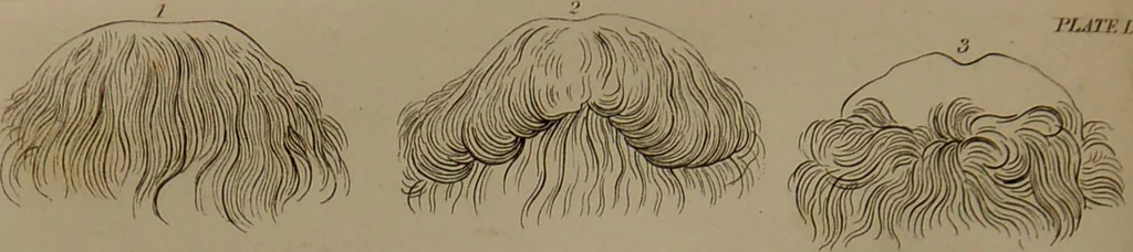 An illustration from Essays on physiognomy : designed to promote the knowledge and the love of mankind ... To which are added , one hundred physiognomonical rules, ... and memoirs of the life of the author / written by John Caspar Lavater., 1797, leaf 484