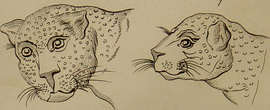 An illustration from Essays on physiognomy : designed to promote the knowledge and the love of mankind ... To which are added , one hundred physiognomonical rules, ... and memoirs of the life of the author / written by John Caspar Lavater., 1797, leaf 718