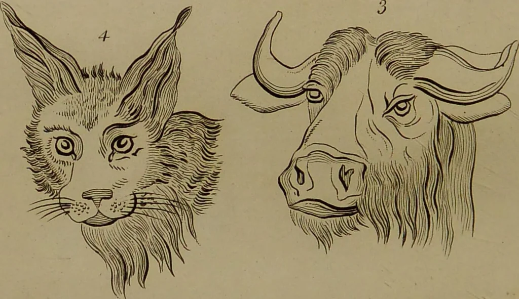 An illustration from Essays on physiognomy : designed to promote the knowledge and the love of mankind ... To which are added , one hundred physiognomonical rules, ... and memoirs of the life of the author / written by John Caspar Lavater., 1797, leaf 718