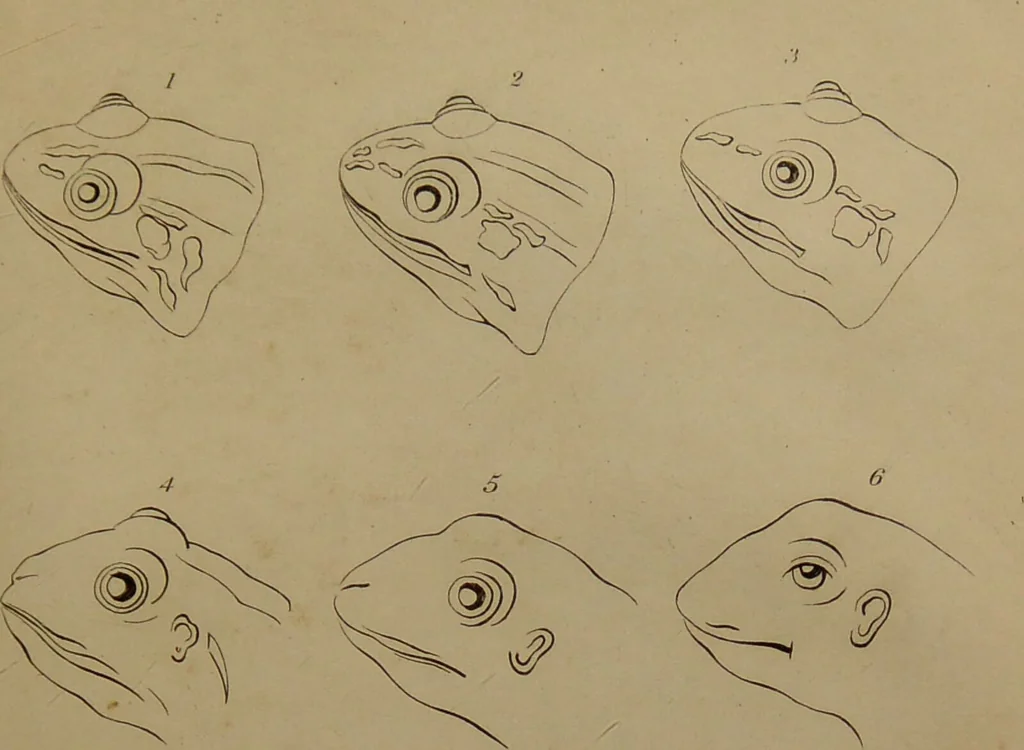 An illustration from Essays on physiognomy : designed to promote the knowledge and the love of mankind ... To which are added , one hundred physiognomonical rules, ... and memoirs of the life of the author / written by John Caspar Lavater., 1797, leaf 785