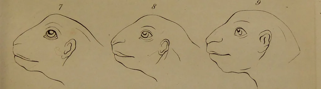 An illustration from Essays on physiognomy : designed to promote the knowledge and the love of mankind ... To which are added , one hundred physiognomonical rules, ... and memoirs of the life of the author / written by John Caspar Lavater., 1797, leaf 785