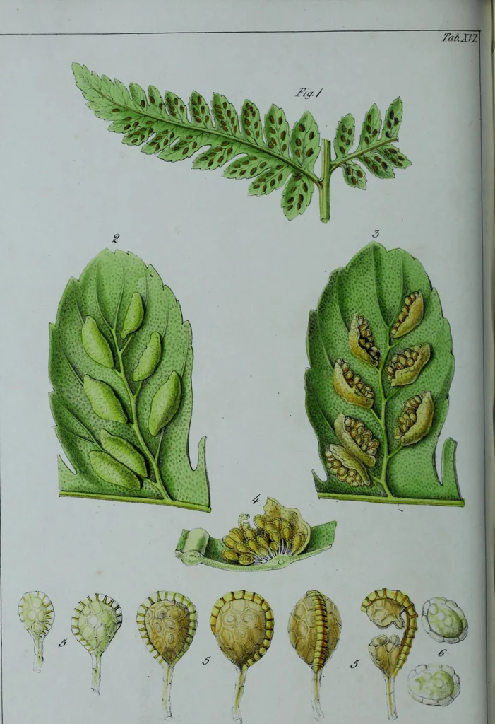 An illustration from Genera filicum, or, Illustrations of the ferns, and other allied genera / from the original coloured drawings of Francis Bauer ; with additions and descriptive letterpress, by Sir William Jackson Hooker., 1842, leaf 103