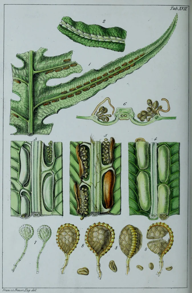 An illustration from Genera filicum, or, Illustrations of the ferns, and other allied genera / from the original coloured drawings of Francis Bauer ; with additions and descriptive letterpress, by Sir William Jackson Hooker., 1842, leaf 109