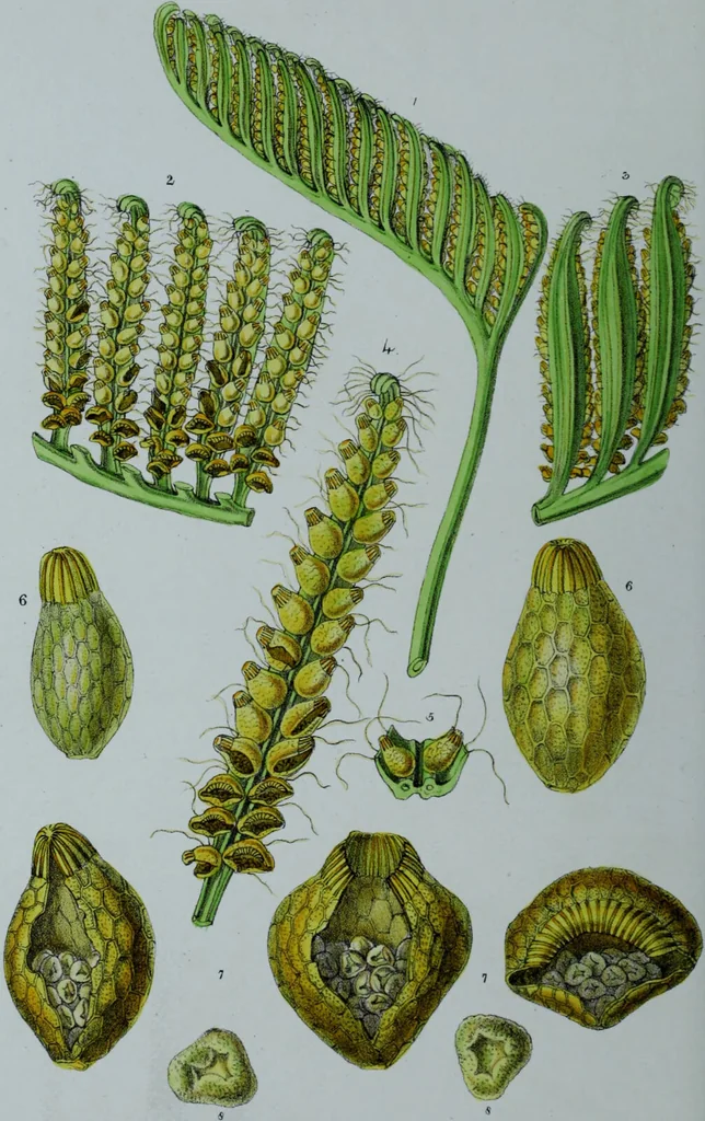 An illustration from Genera filicum, or, Illustrations of the ferns, and other allied genera / from the original coloured drawings of Francis Bauer ; with additions and descriptive letterpress, by Sir William Jackson Hooker., 1842, leaf 121