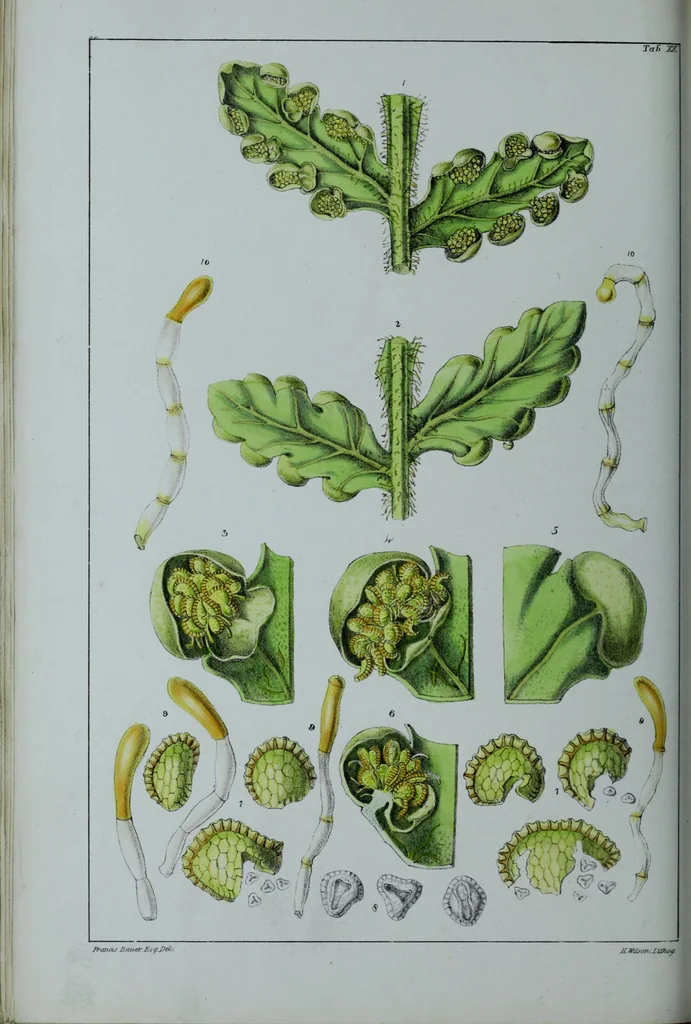 An illustration from Genera filicum, or, Illustrations of the ferns, and other allied genera / from the original coloured drawings of Francis Bauer ; with additions and descriptive letterpress, by Sir William Jackson Hooker., 1842, leaf 127