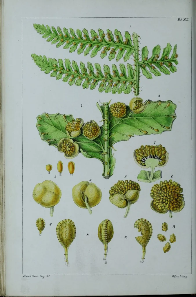 An illustration from Genera filicum, or, Illustrations of the ferns, and other allied genera / from the original coloured drawings of Francis Bauer ; with additions and descriptive letterpress, by Sir William Jackson Hooker., 1842, leaf 139