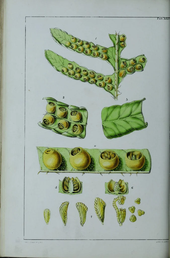 An illustration from Genera filicum, or, Illustrations of the ferns, and other allied genera / from the original coloured drawings of Francis Bauer ; with additions and descriptive letterpress, by Sir William Jackson Hooker., 1842, leaf 145