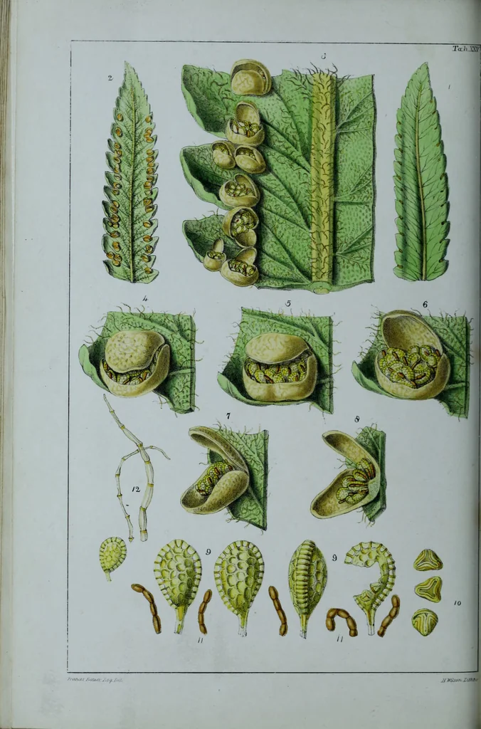 An illustration from Genera filicum, or, Illustrations of the ferns, and other allied genera / from the original coloured drawings of Francis Bauer ; with additions and descriptive letterpress, by Sir William Jackson Hooker., 1842, leaf 157