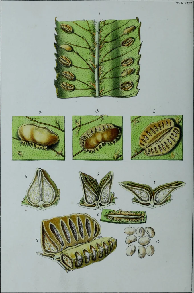 An illustration from Genera filicum, or, Illustrations of the ferns, and other allied genera / from the original coloured drawings of Francis Bauer ; with additions and descriptive letterpress, by Sir William Jackson Hooker., 1842, leaf 163