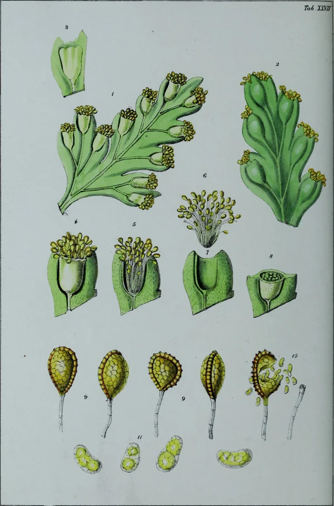 An illustration from Genera filicum, or, Illustrations of the ferns, and other allied genera / from the original coloured drawings of Francis Bauer ; with additions and descriptive letterpress, by Sir William Jackson Hooker., 1842, leaf 169