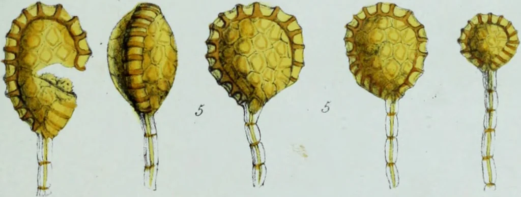 An illustration from Genera filicum, or, Illustrations of the ferns, and other allied genera / from the original coloured drawings of Francis Bauer ; with additions and descriptive letterpress, by Sir William Jackson Hooker., 1842, leaf 17