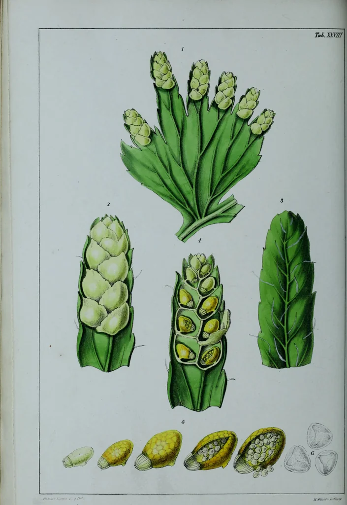An illustration from Genera filicum, or, Illustrations of the ferns, and other allied genera / from the original coloured drawings of Francis Bauer ; with additions and descriptive letterpress, by Sir William Jackson Hooker., 1842, leaf 175