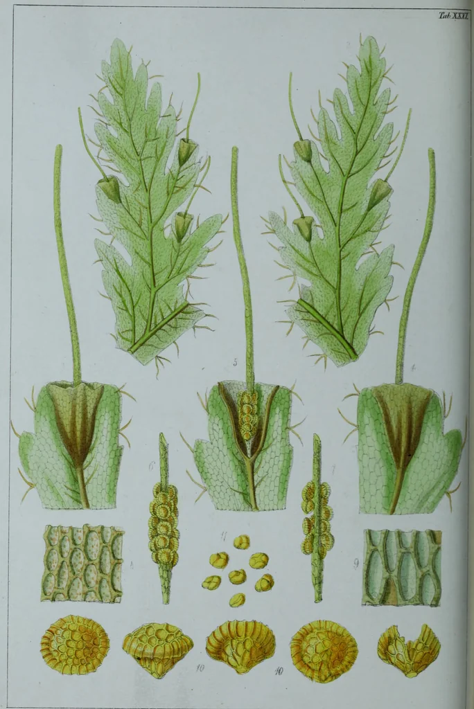 An illustration from Genera filicum, or, Illustrations of the ferns, and other allied genera / from the original coloured drawings of Francis Bauer ; with additions and descriptive letterpress, by Sir William Jackson Hooker., 1842, leaf 193