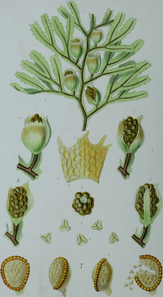 An illustration from Genera filicum, or, Illustrations of the ferns, and other allied genera / from the original coloured drawings of Francis Bauer ; with additions and descriptive letterpress, by Sir William Jackson Hooker., 1842, leaf 199