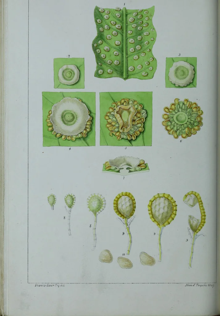 An illustration from Genera filicum, or, Illustrations of the ferns, and other allied genera / from the original coloured drawings of Francis Bauer ; with additions and descriptive letterpress, by Sir William Jackson Hooker., 1842, leaf 205