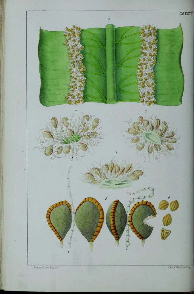 An illustration from Genera filicum, or, Illustrations of the ferns, and other allied genera / from the original coloured drawings of Francis Bauer ; with additions and descriptive letterpress, by Sir William Jackson Hooker., 1842, leaf 211