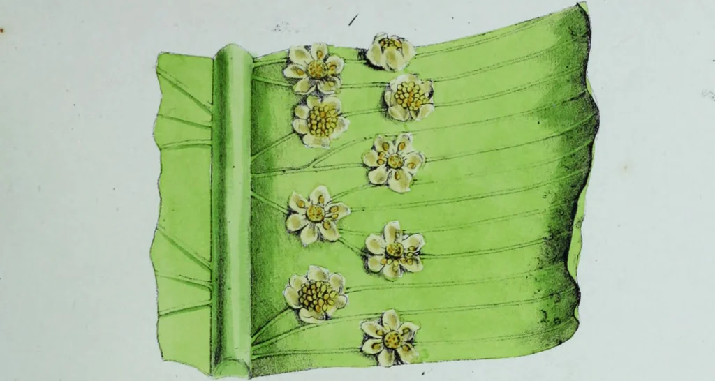 An illustration from Genera filicum, or, Illustrations of the ferns, and other allied genera / from the original coloured drawings of Francis Bauer ; with additions and descriptive letterpress, by Sir William Jackson Hooker., 1842, leaf 22