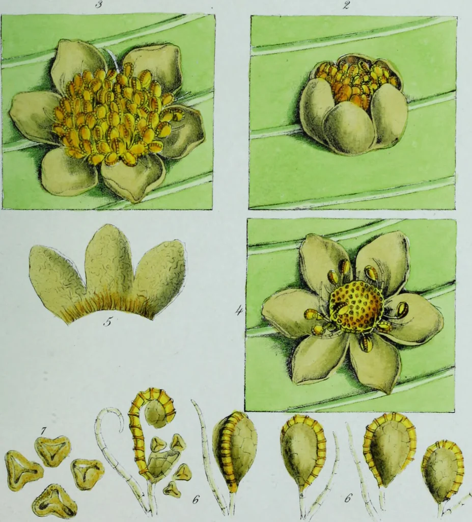 An illustration from Genera filicum, or, Illustrations of the ferns, and other allied genera / from the original coloured drawings of Francis Bauer ; with additions and descriptive letterpress, by Sir William Jackson Hooker., 1842, leaf 22