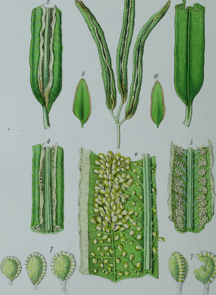 An illustration from Genera filicum, or, Illustrations of the ferns, and other allied genera / from the original coloured drawings of Francis Bauer ; with additions and descriptive letterpress, by Sir William Jackson Hooker., 1842, leaf 221