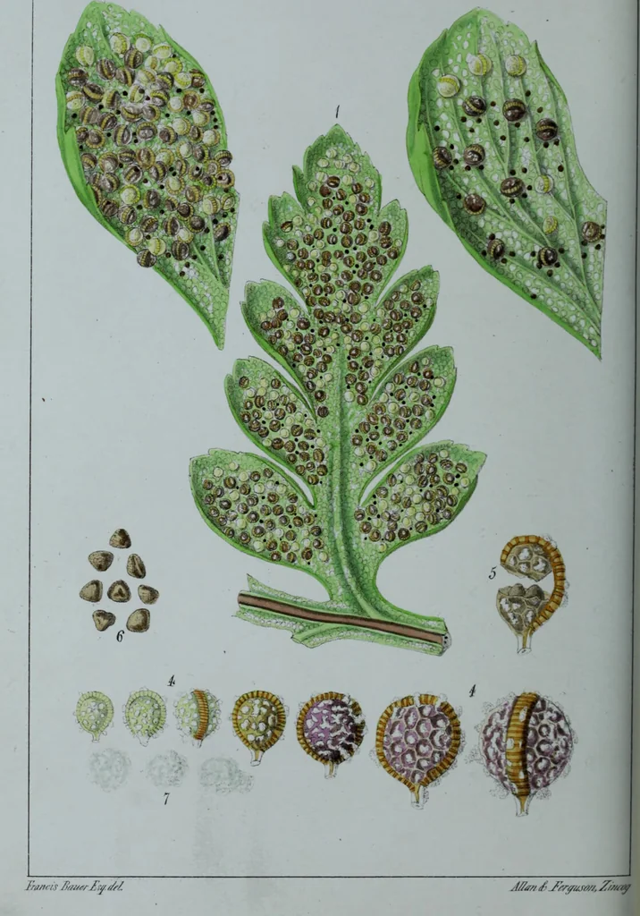 An illustration from Genera filicum, or, Illustrations of the ferns, and other allied genera / from the original coloured drawings of Francis Bauer ; with additions and descriptive letterpress, by Sir William Jackson Hooker., 1842, leaf 227