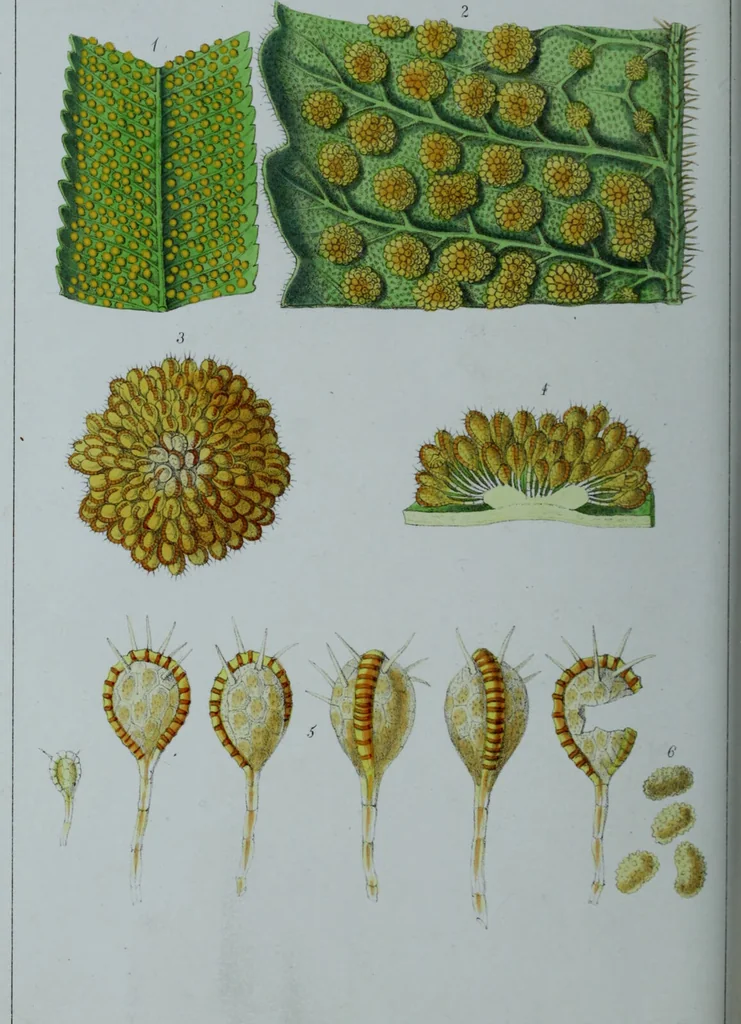 An illustration from Genera filicum, or, Illustrations of the ferns, and other allied genera / from the original coloured drawings of Francis Bauer ; with additions and descriptive letterpress, by Sir William Jackson Hooker., 1842, leaf 233