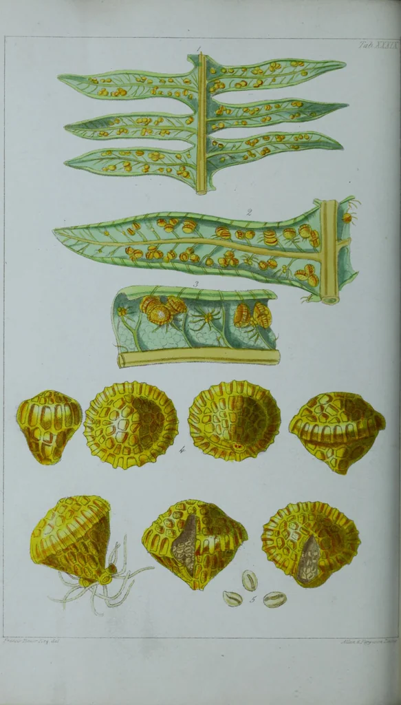 An illustration from Genera filicum, or, Illustrations of the ferns, and other allied genera / from the original coloured drawings of Francis Bauer ; with additions and descriptive letterpress, by Sir William Jackson Hooker., 1842, leaf 239