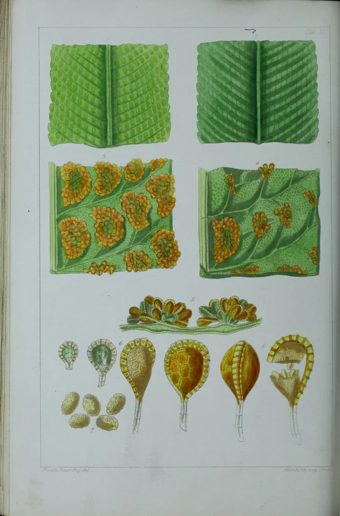 An illustration from Genera filicum, or, Illustrations of the ferns, and other allied genera / from the original coloured drawings of Francis Bauer ; with additions and descriptive letterpress, by Sir William Jackson Hooker., 1842, leaf 245